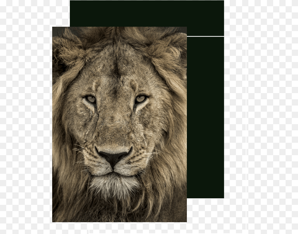 Tcb Front Lion Male Lion Close Up, Animal, Mammal, Wildlife Png Image