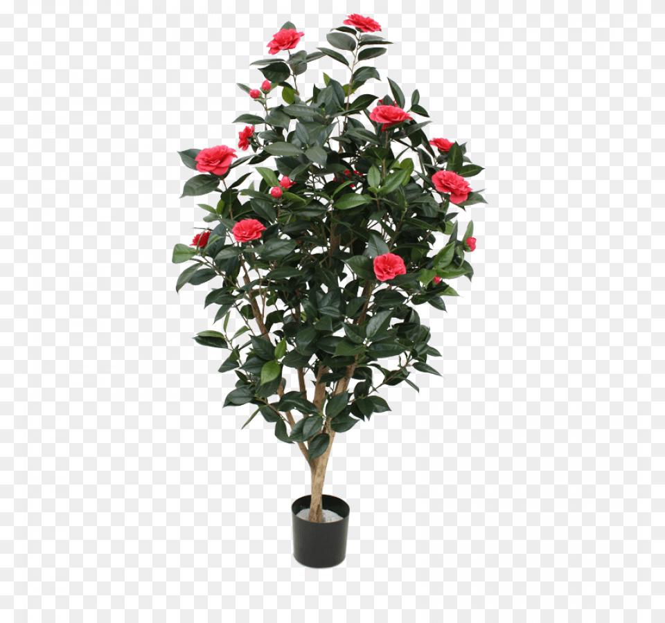 Tcu Flowering Trees Camellia, Flower, Flower Arrangement, Geranium, Plant Png Image