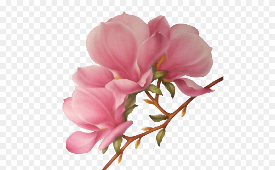 Tcvetushchie Derevia Clip Art Planners And Album, Flower, Petal, Plant, Rose Png Image
