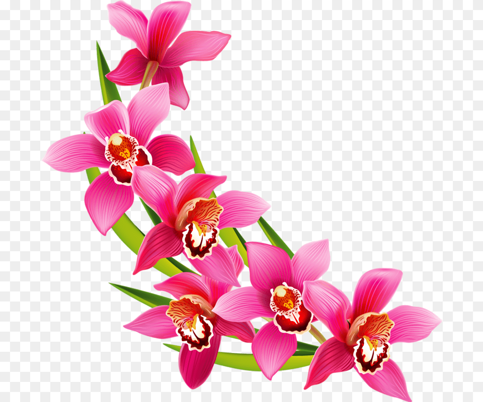 Tcvety, Flower, Orchid, Plant, Petal Png Image