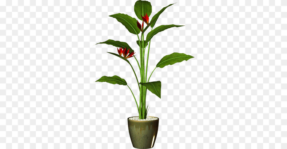 Tcvety V Gorshkakh Treetwigs Plants Garden, Flower, Flower Arrangement, Leaf, Plant Free Png