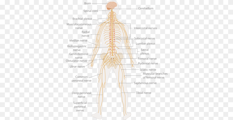 Te Nervous System Diagram 20 Parts Of Nervous System, Adult, Male, Man, Person Free Transparent Png