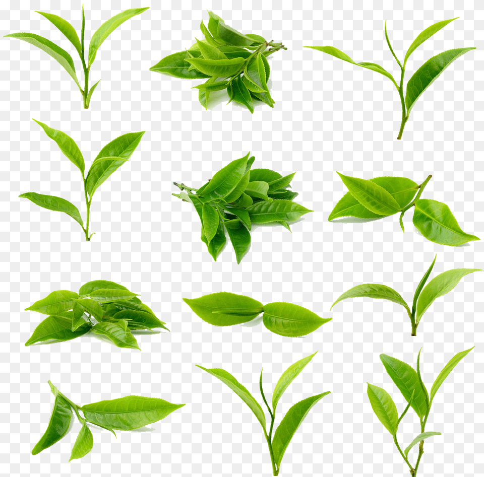 Tea Green Matcha Black Image Clipart Green Tea Leaf, Plant, Beverage, Green Tea, Herbal Png