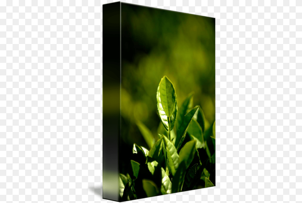 Tea Leaf By Pat Jarrett Horizontal, Plant, Beverage, Green Tea, Green Free Transparent Png