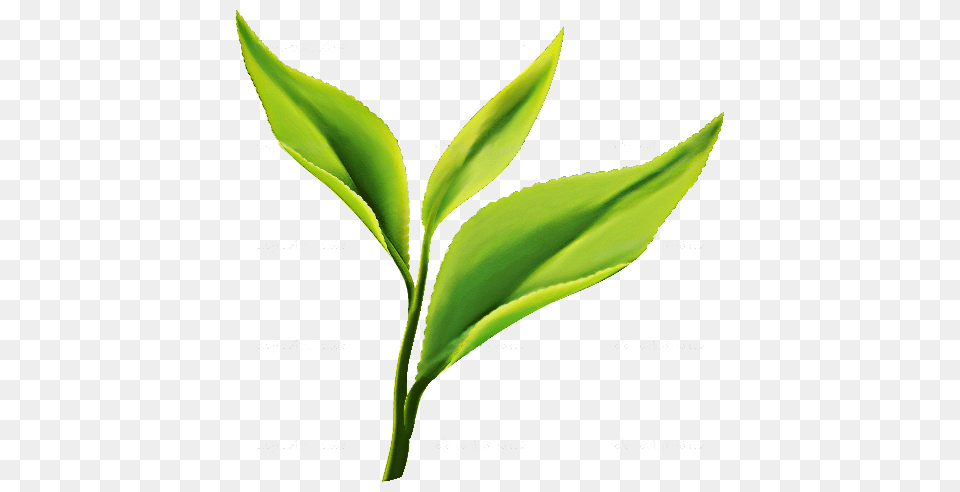 Tea Leaf Design Plant, Beverage, Green Tea, Crib Png Image