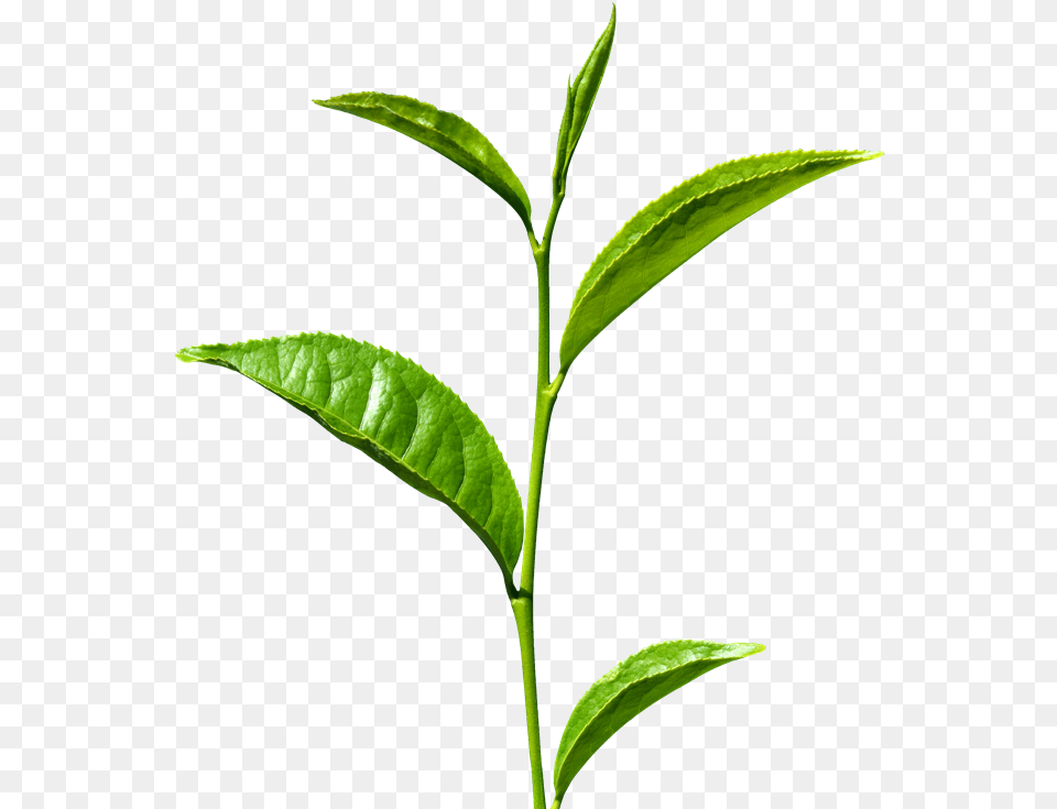 Tea Leaf Free Download Green Tea Leaf, Beverage, Green Tea, Plant Png