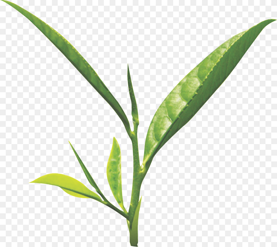 Tea Leaf Green Tea Leaf, Beverage, Green Tea, Plant Png Image