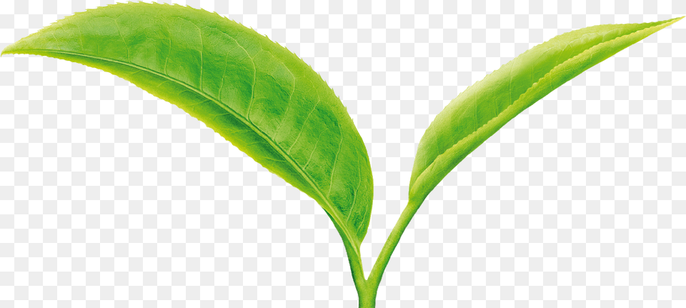 Tea Leaf Green Tea Leaves, Beverage, Plant, Green Tea Free Png Download