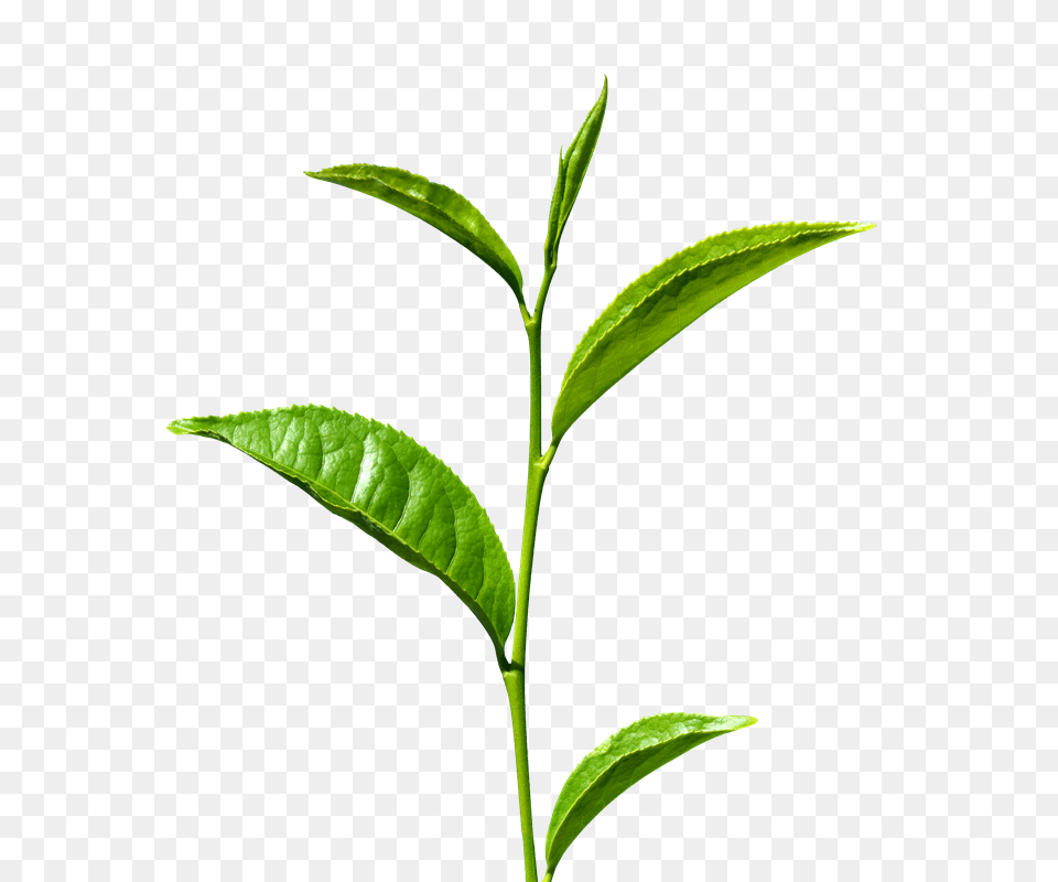 Tea Leaf Images, Beverage, Plant, Green Tea Free Png Download