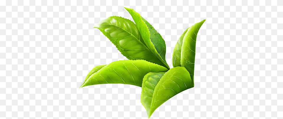 Tea Leaves 1 Image Green Leaf Tea, Beverage, Plant, Green Tea Free Transparent Png