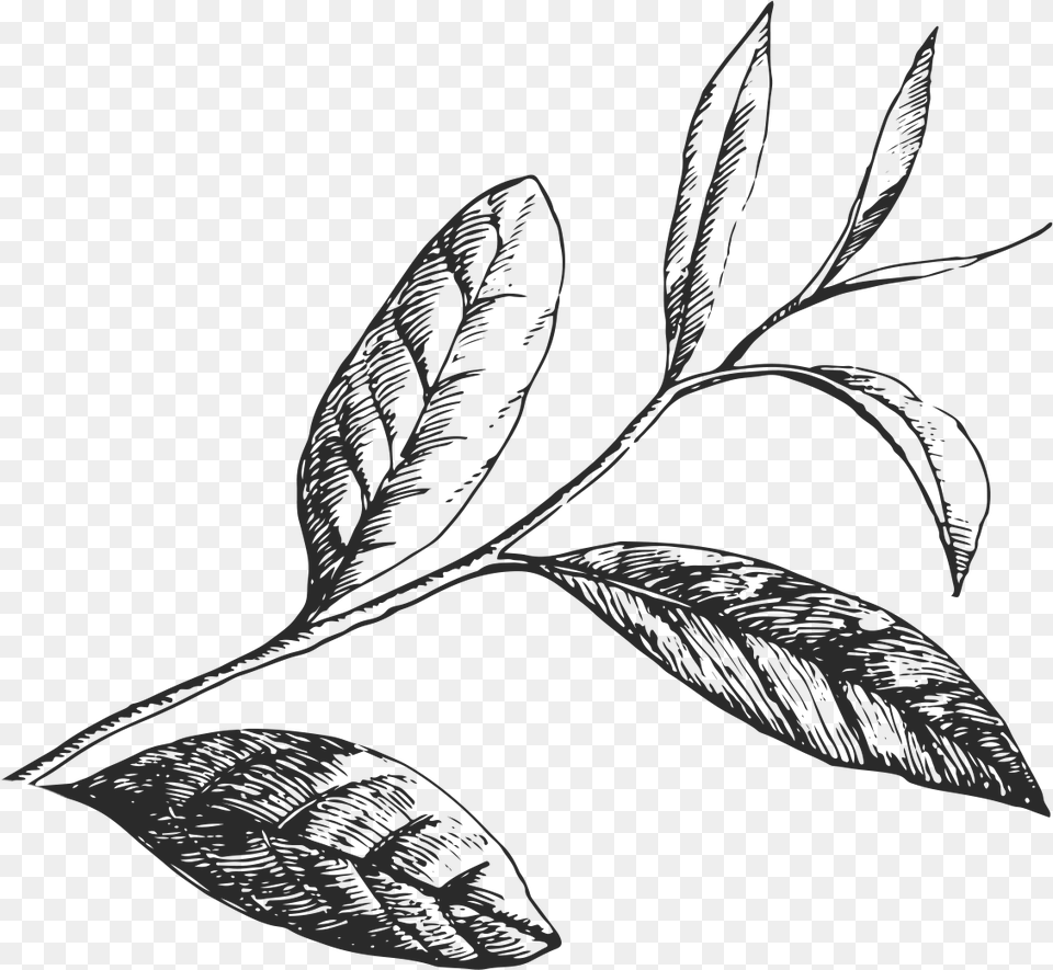 Tea Leaves, Herbs, Plant, Leaf, Herbal Free Png