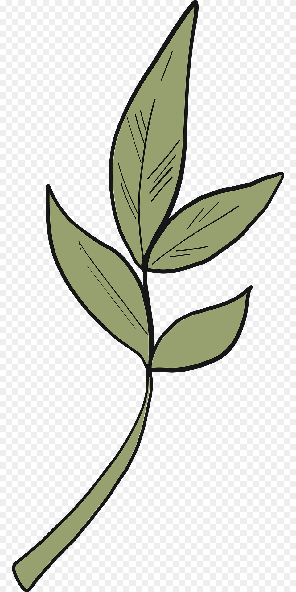 Tea Leaves Clipart, Herbal, Herbs, Leaf, Plant Free Png