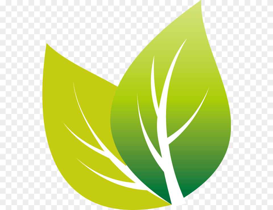 Tea Leaves Leaf Vector, Plant, Herbal, Herbs, Green Png
