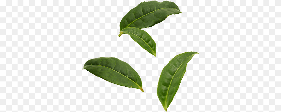 Tea Leaves Tea Tree Leaf, Plant, Beverage, Green Tea Free Png Download
