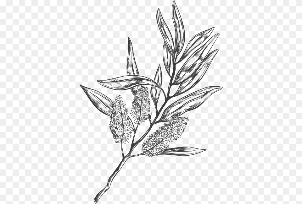 Tea Tree Essential Oils And Products Tea Tree Oil, Art, Plant, Drawing, Stencil Free Png Download