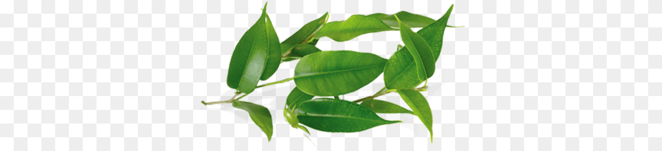 Tea Tree Leaves 2 Tea Tree, Leaf, Plant, Beverage, Green Tea Free Transparent Png