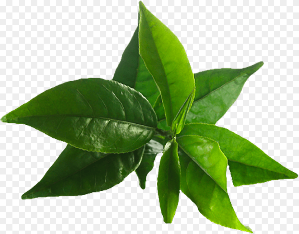 Tea Tree Oil Leaves Tea Tree Leaves, Leaf, Plant, Beverage, Green Tea Png Image