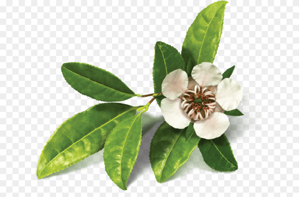 Tea Tree Tea Tree, Leaf, Flower, Pollen, Plant Free Png Download