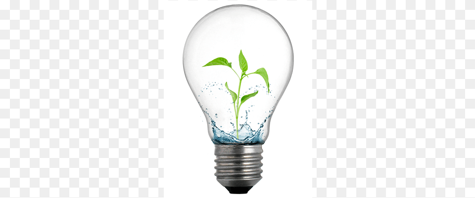 Teacher Development Initiative Bptc Launches School Incandescent Light Bulb, Lightbulb Png