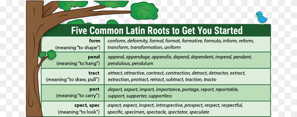 Teaching Latin Roots With Word Trees Latin Root Words, Plant, Vegetation, Animal, Bird Free Png Download