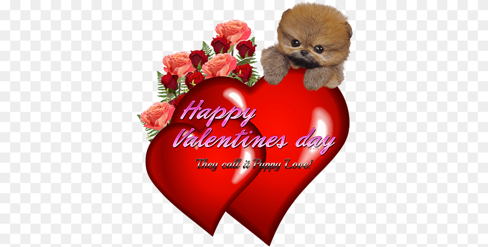Teacup Pomsky Happy Valentines Day They Call It Puppy Love Day, Greeting Card, Mail, Envelope, Plant Png Image