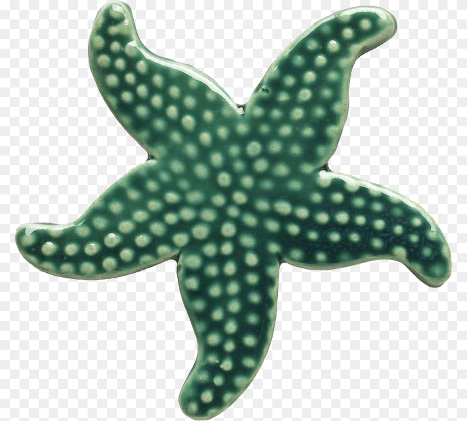 Teal Starfish Green Starfish, Animal, Sea Life, Invertebrate Png Image
