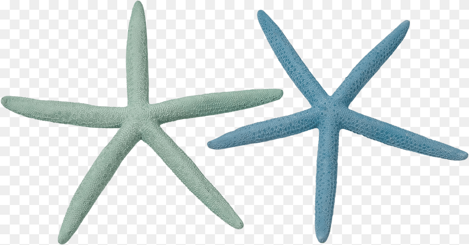Teal Starfish Starfish, Animal, Sea Life, Invertebrate, Blade Png