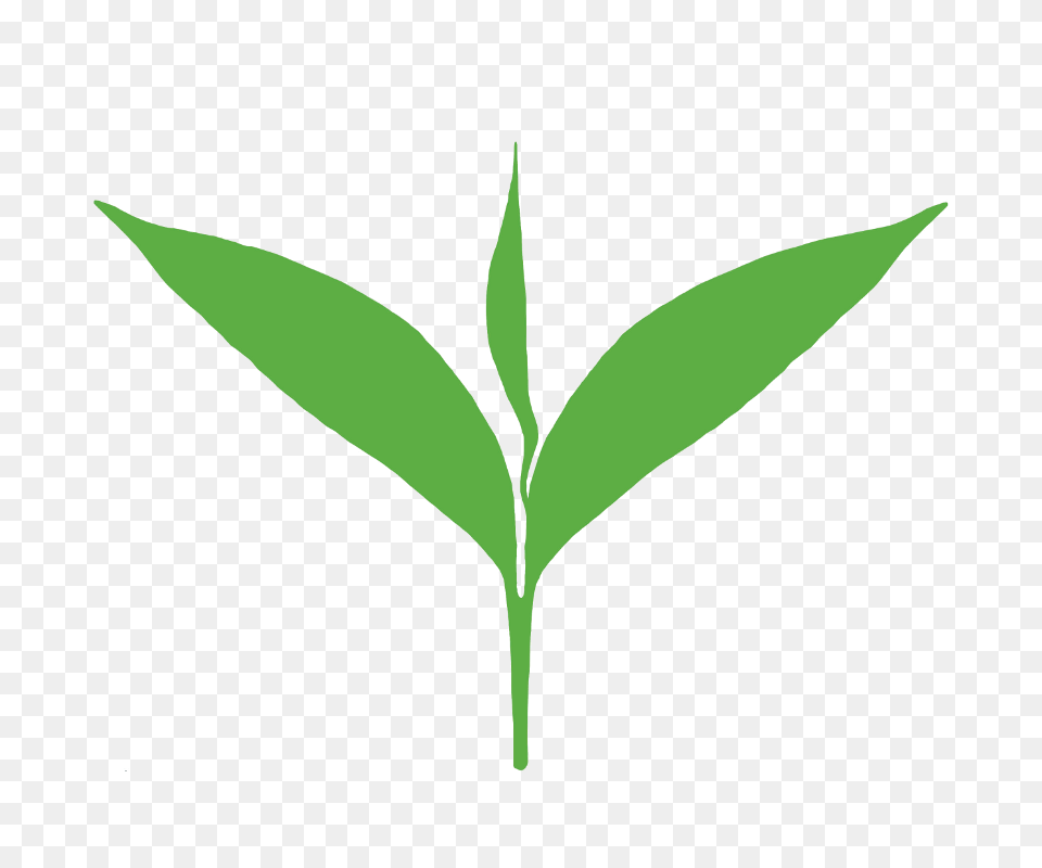 Tealeaf, Herbal, Herbs, Leaf, Plant Png Image