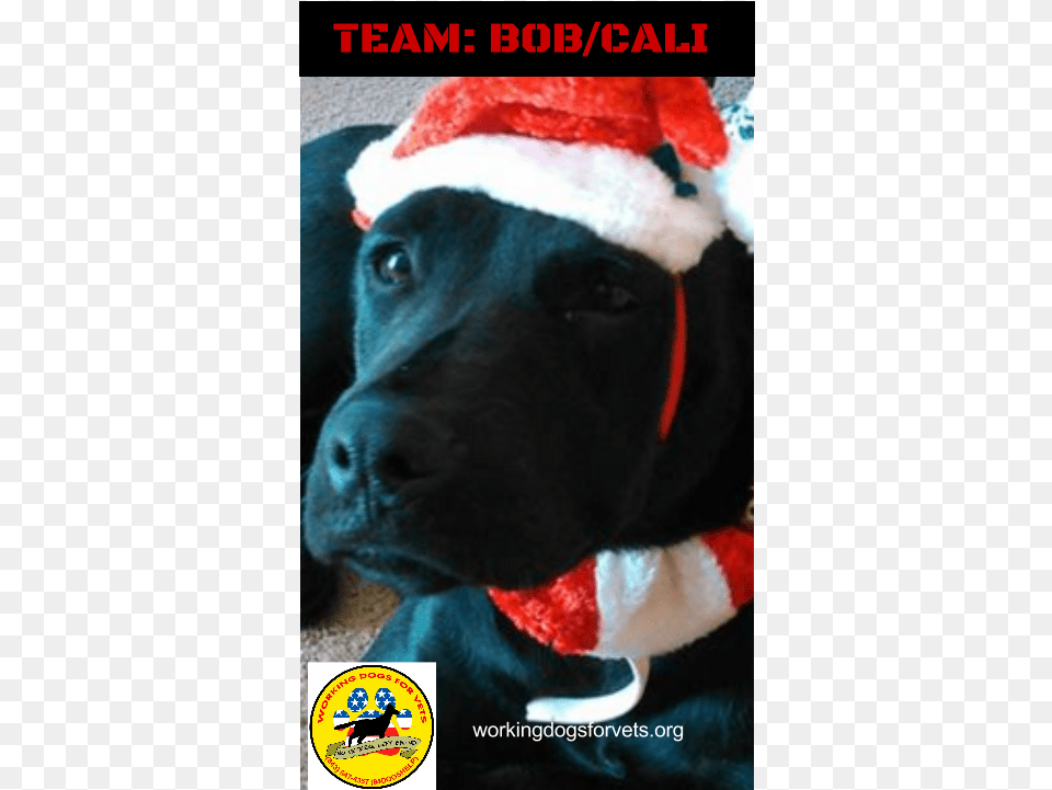 Team Bobcali Labrador Retriever, Animal, Canine, Mammal, Pet Free Png Download