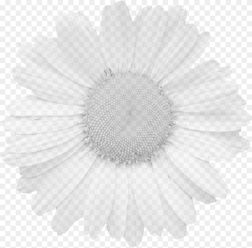 Tear Out Coloring Greeting Cards For Adults, Daisy, Flower, Plant, Petal Free Png Download