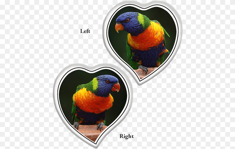 Tear Shaped Heart Left Or Right World Parrot Day, Animal, Beak, Bird Free Png