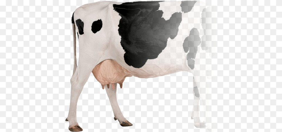 Teat Spray Per Cow Cow Profile, Animal, Cattle, Dairy Cow, Livestock Free Transparent Png