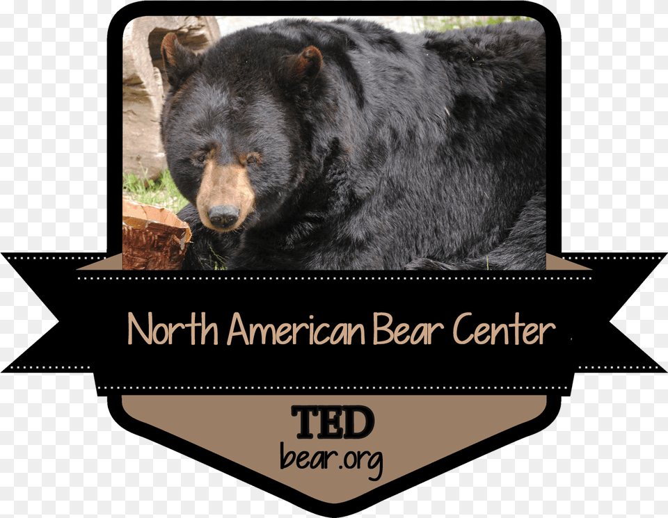 Ted Decal American Black Bear, Animal, Mammal, Wildlife, Black Bear Free Png Download