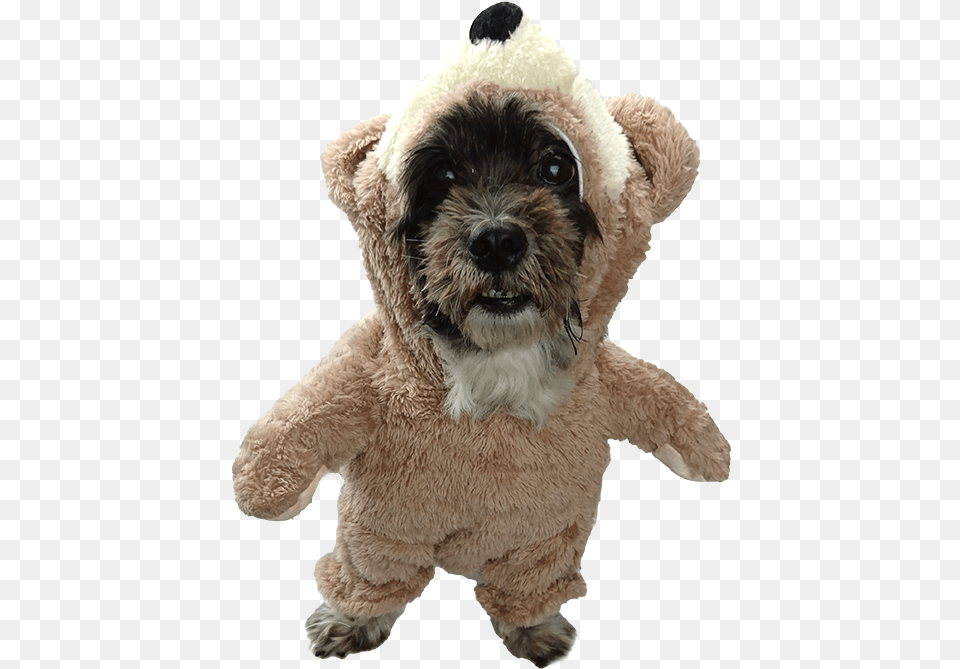 Teddy Bear Schnoodle, Animal, Canine, Dog, Mammal Free Transparent Png