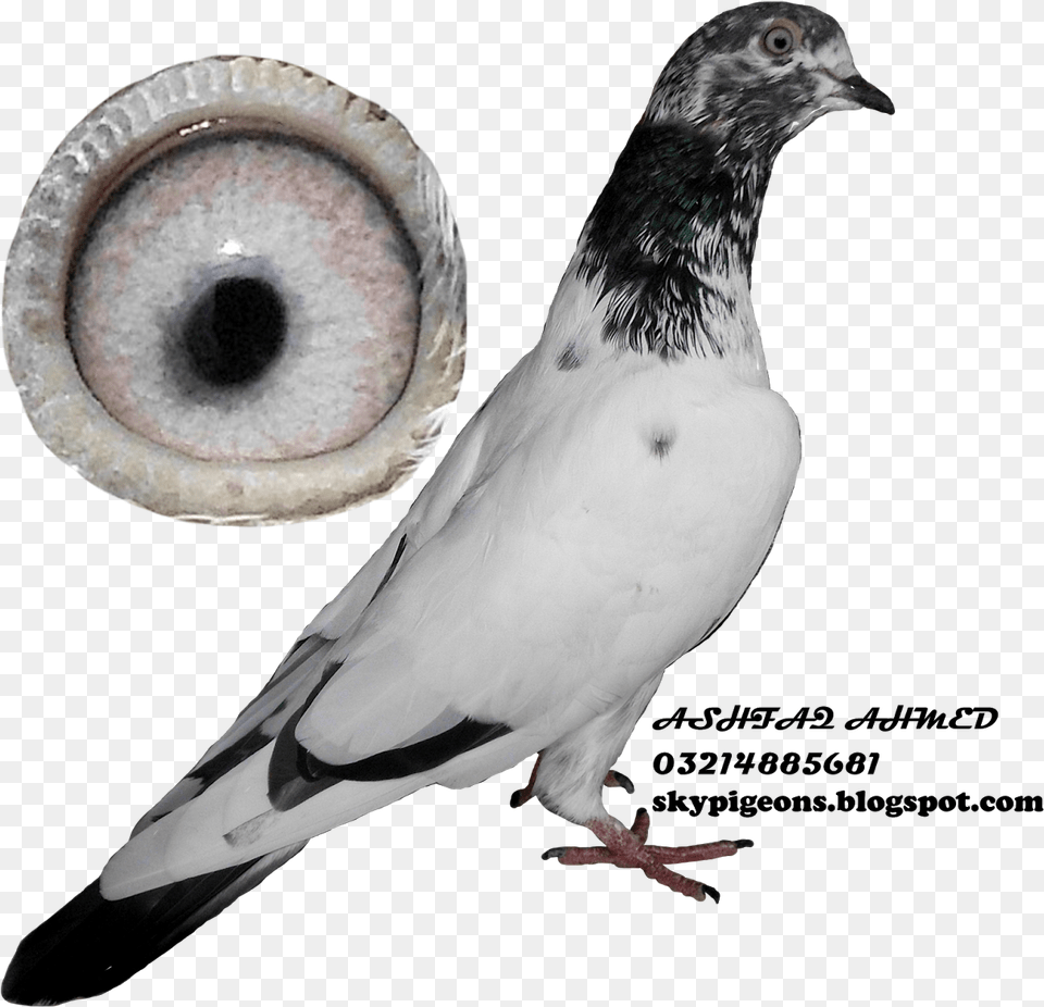 Teddy Pigeon Rock Dove, Animal, Bird Free Png Download