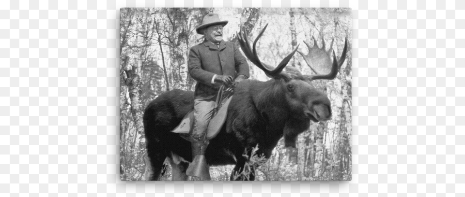 Teddy Roosevelt Riding A Bullmoose Canvas Roosevelt Riding Moose, Adult, Person, Man, Male Free Png Download
