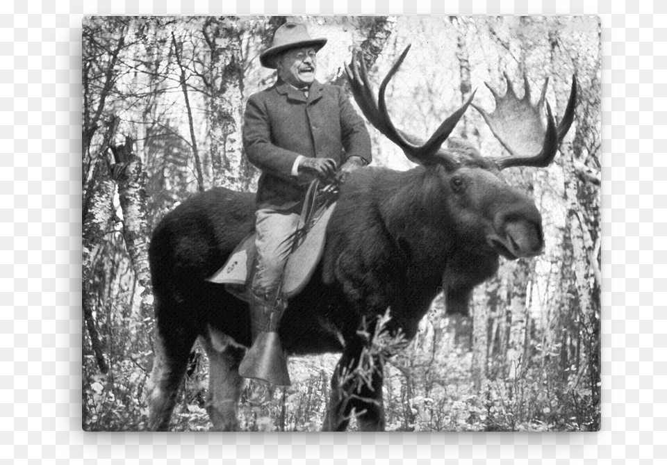 Teddy Roosevelt Riding A Bullmoose Canvas Teddy Roosevelt Riding A Bull Moose, Adult, Person, Man, Male Free Transparent Png