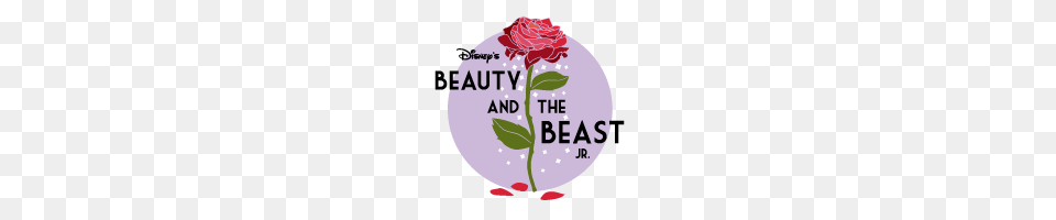 Teenage Drama Workshop Presents Disneys Beauty And The Beast Jr, Flower, Plant, Rose, Petal Free Png