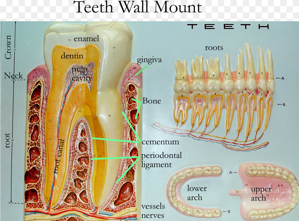 Teeth Anatomy Model Labeled, Face, Head, Person Free Png Download