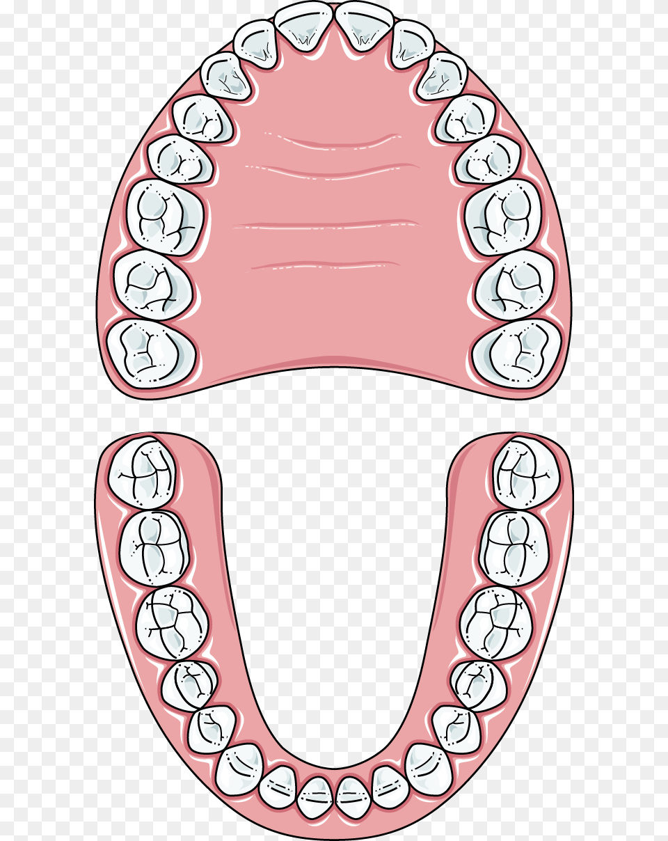 Teeth Clip Permanent Set Of Teeth Clipart, Body Part, Head, Mouth, Person Free Transparent Png