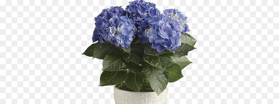 Teleflora Com Blue Hydrangea Potted Plant, Flower, Flower Arrangement, Flower Bouquet, Geranium Free Png Download
