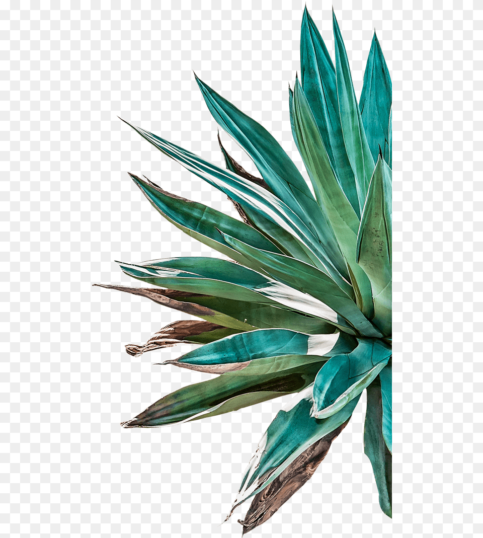 Telefono Vector Pulque Agave, Agavaceae, Plant Png