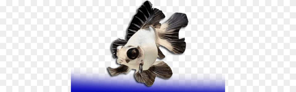 Telescopios Pesce Black Moor Panda, Animal, Sea Life, Fish Free Png