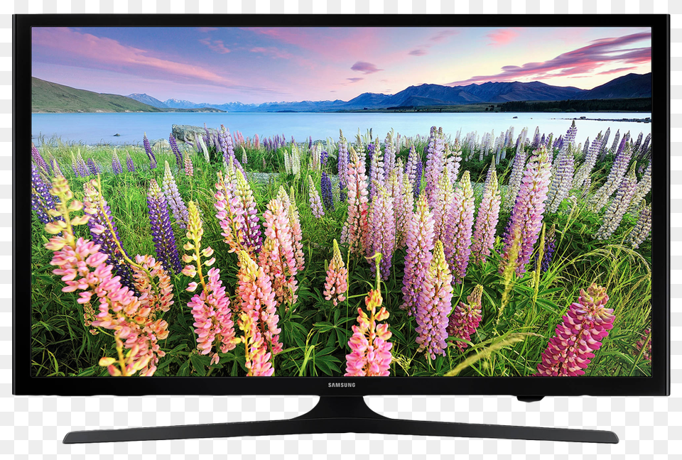 Television, Computer Hardware, Screen, Plant, Monitor Free Png Download