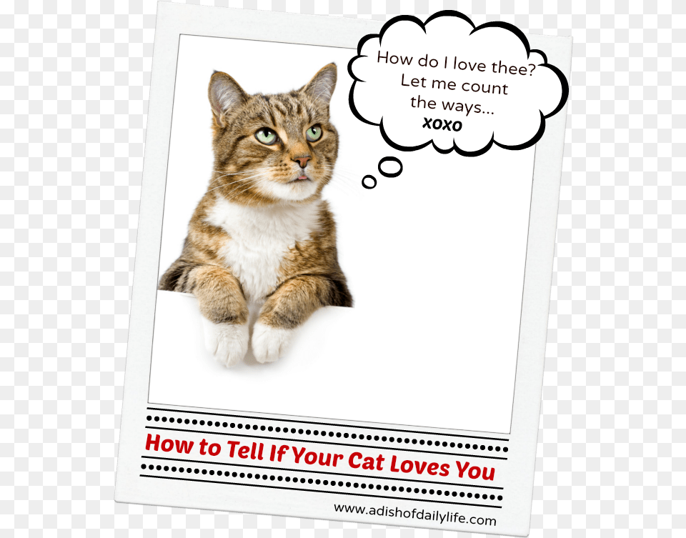 Tell A Cat You Love Them, Advertisement, Poster, Animal, Mammal Free Transparent Png