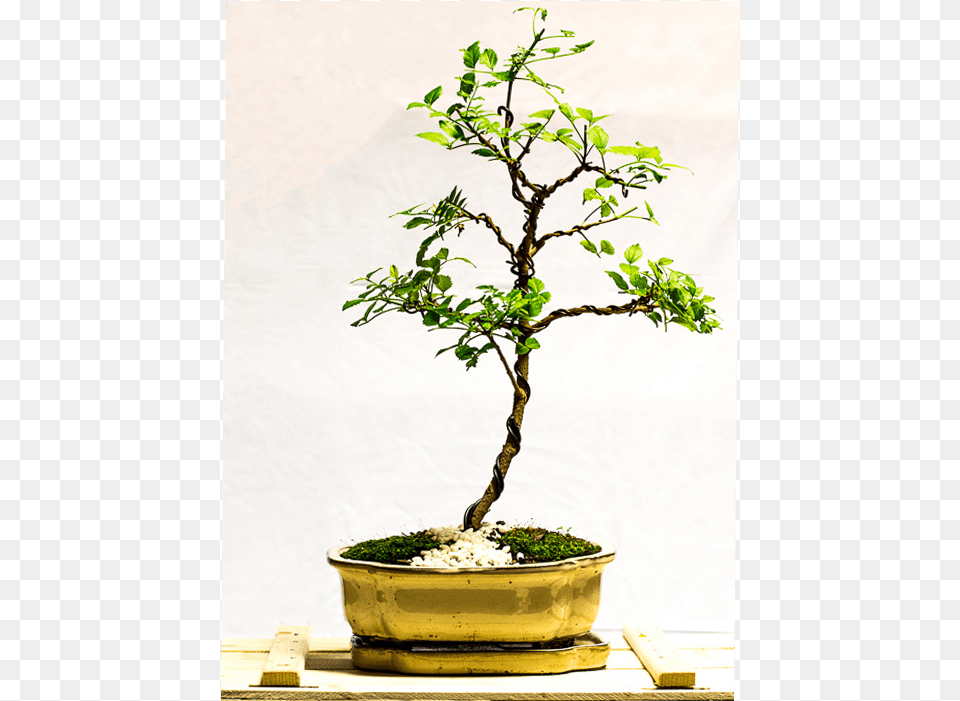 Tellys Bonsai Cape Honeysuckle Tecoma Capensis, Plant, Potted Plant, Tree Free Png Download