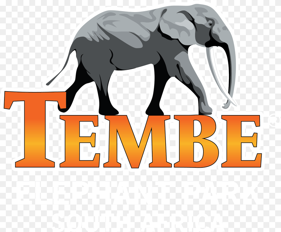 Tembe Elephant Park Lodge Indian Elephant, Animal, Mammal, Wildlife, Zoo Free Transparent Png