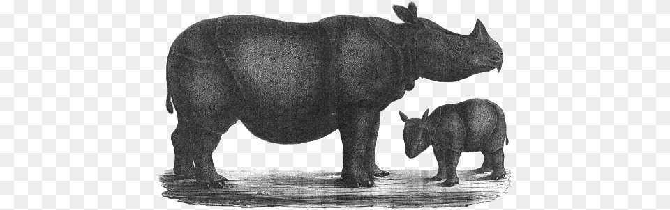 Temminck 1839 History, Animal, Mammal, Wildlife, Rhino Free Png