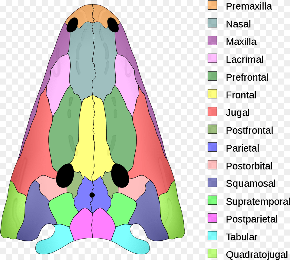 Temnospondyl Skull, Art, Animal, Fish, Sea Life Png Image