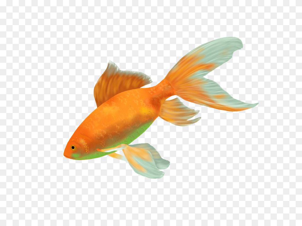 Tempe Town Lake Sets Out Welcome Mat For A Million Goldfish Ikan Hias Air Tawar, Animal, Fish, Sea Life Png